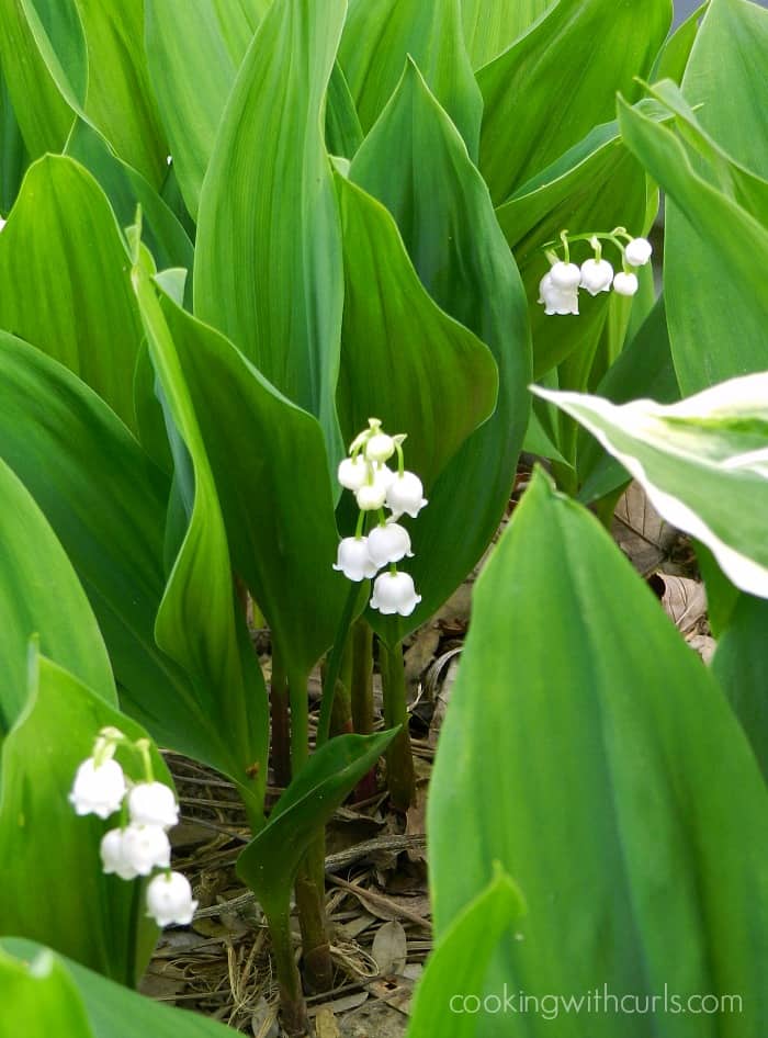 picture of a Lily of the Valley plant in the ground