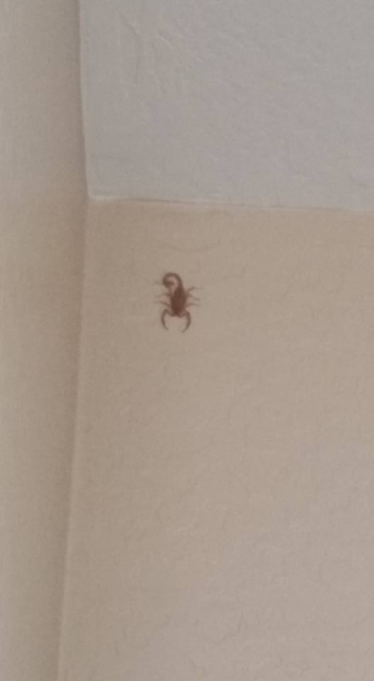Large scorpion on a wall.