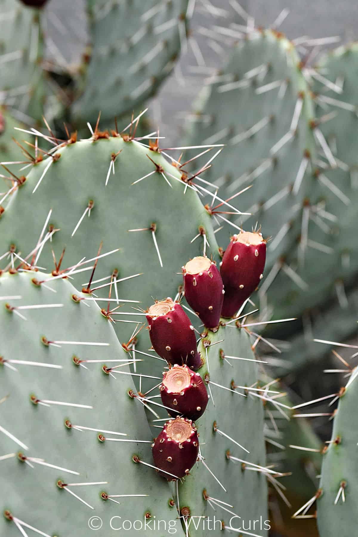 Image of a prickly pear cactus with bright red fruit.