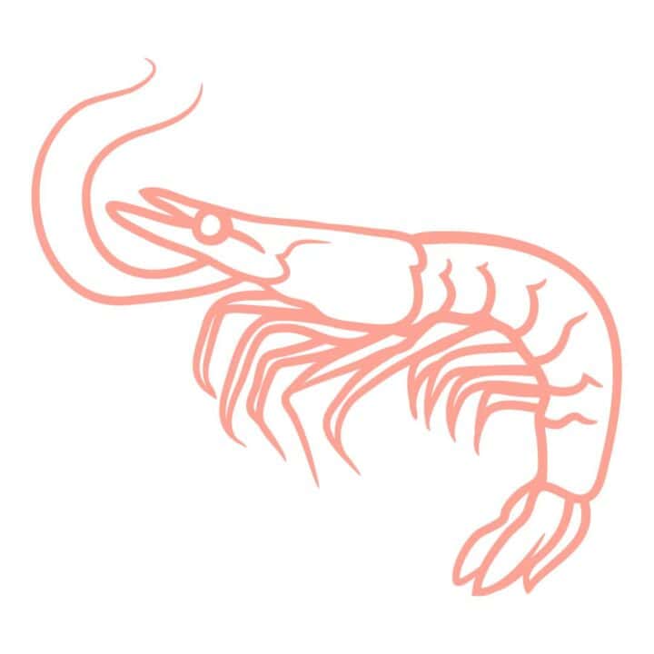 Pink shrimp outline graphic.